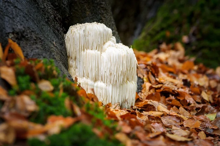 Lion's Mane Mushroom Benefits