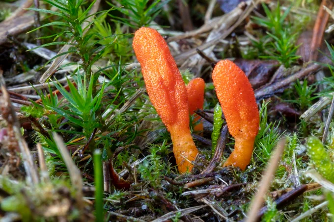 Cordyceps sinensis and Cordyceps militaris have become very popular for their health benefits.