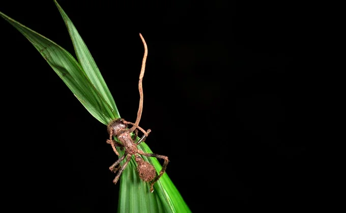 The species of cordyceps, Ophiocordyceps unilateralis, has gained the nickname zombie-ant fungus.