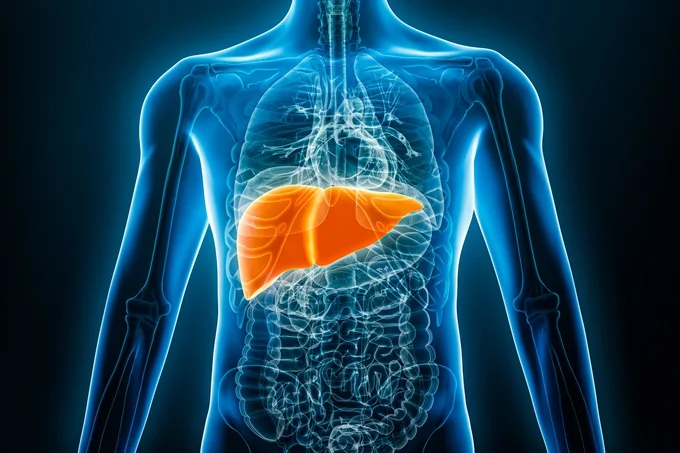 Where is the liver? The liver is found just below your diaphragm in the upper right-hand side of your abdomen.